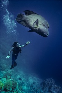 Diver and Giant Napolean Wrasse